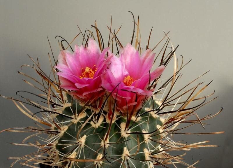 Sclerocactus blainei — related species from the same genus