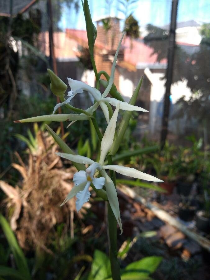 Epidendrum viviparum — search result for 'Epidendrum'
