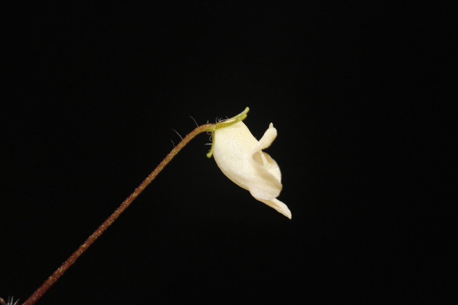 Streptocarpus andohahelensis flower
