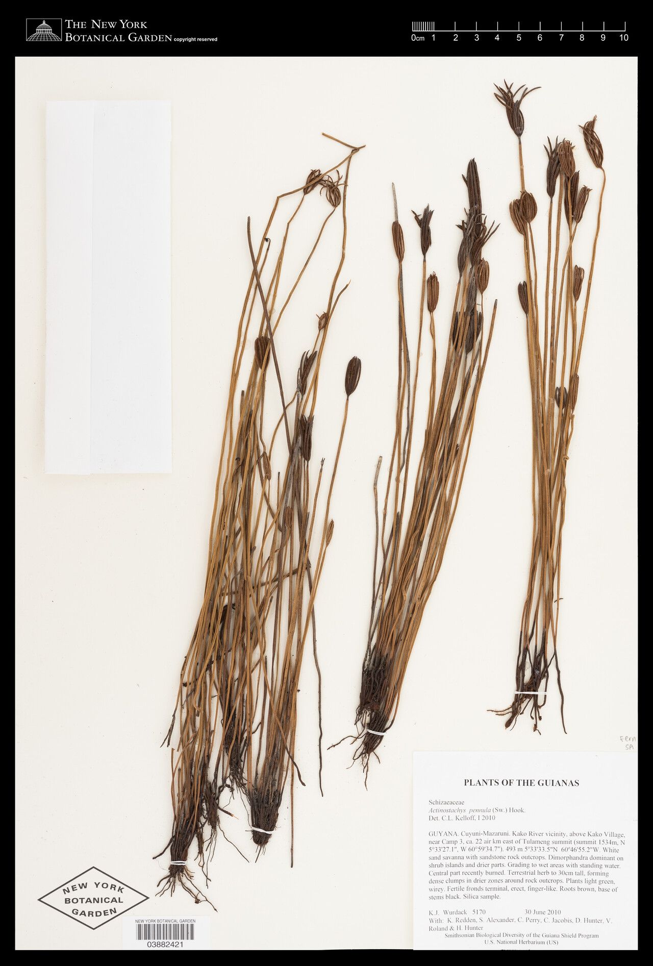 Actinostachys pennula — houseplant care guide