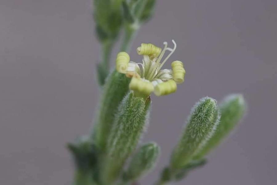 Silene thymifolia flower