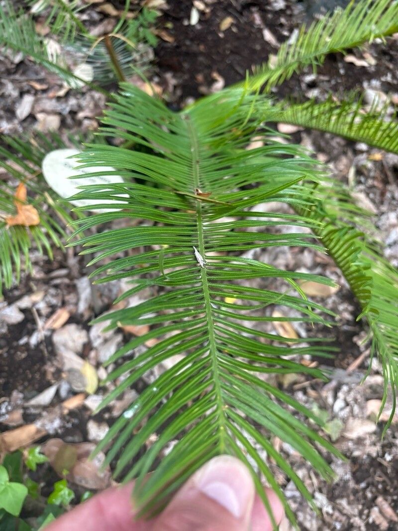 Cycas ophiolitica — search result for 'Cycas'