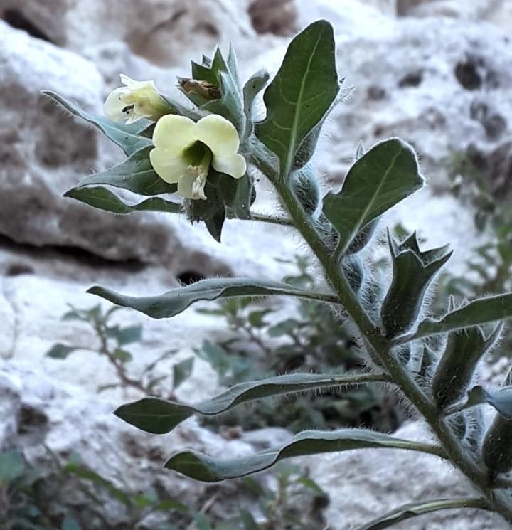 Hyoscyamus albus flower