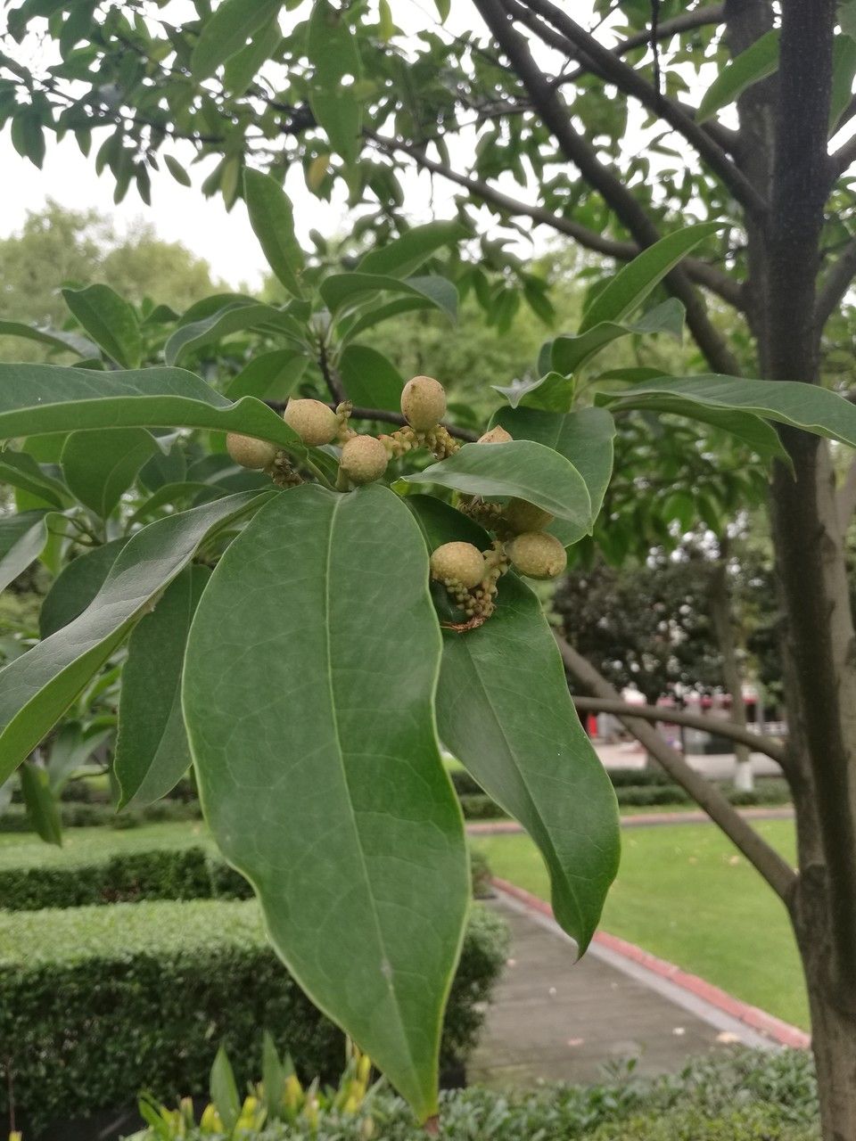 Magnolia maudiae leaf