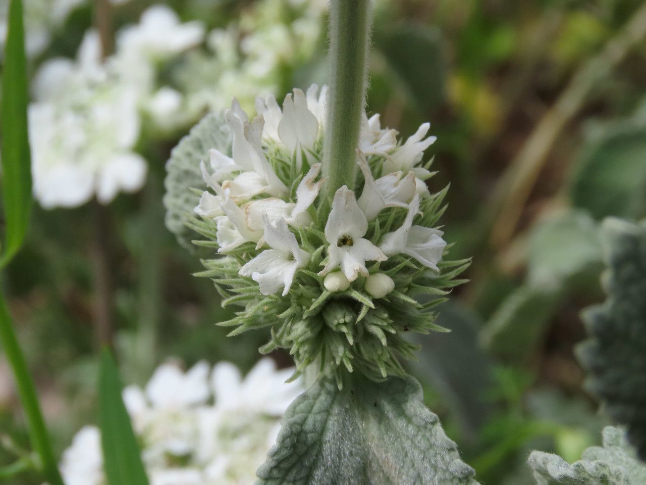Marrubium incanum flower