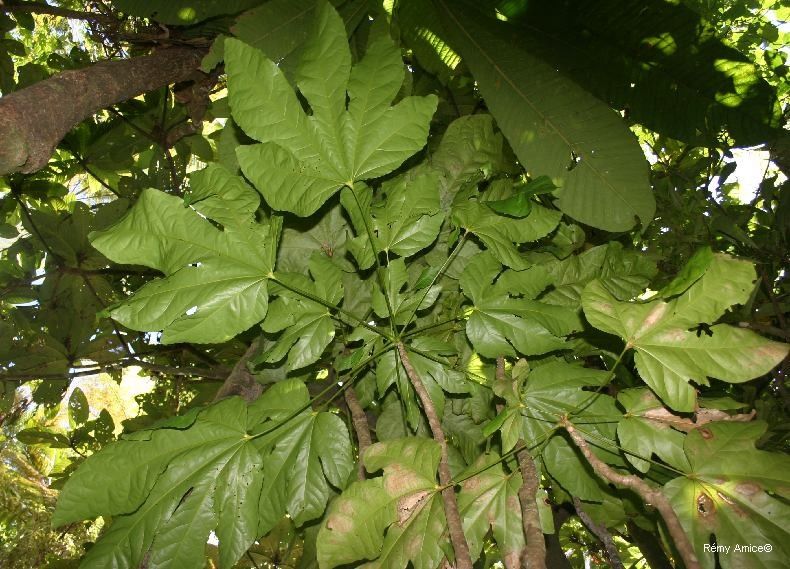 Acropogon sageniifolia habit