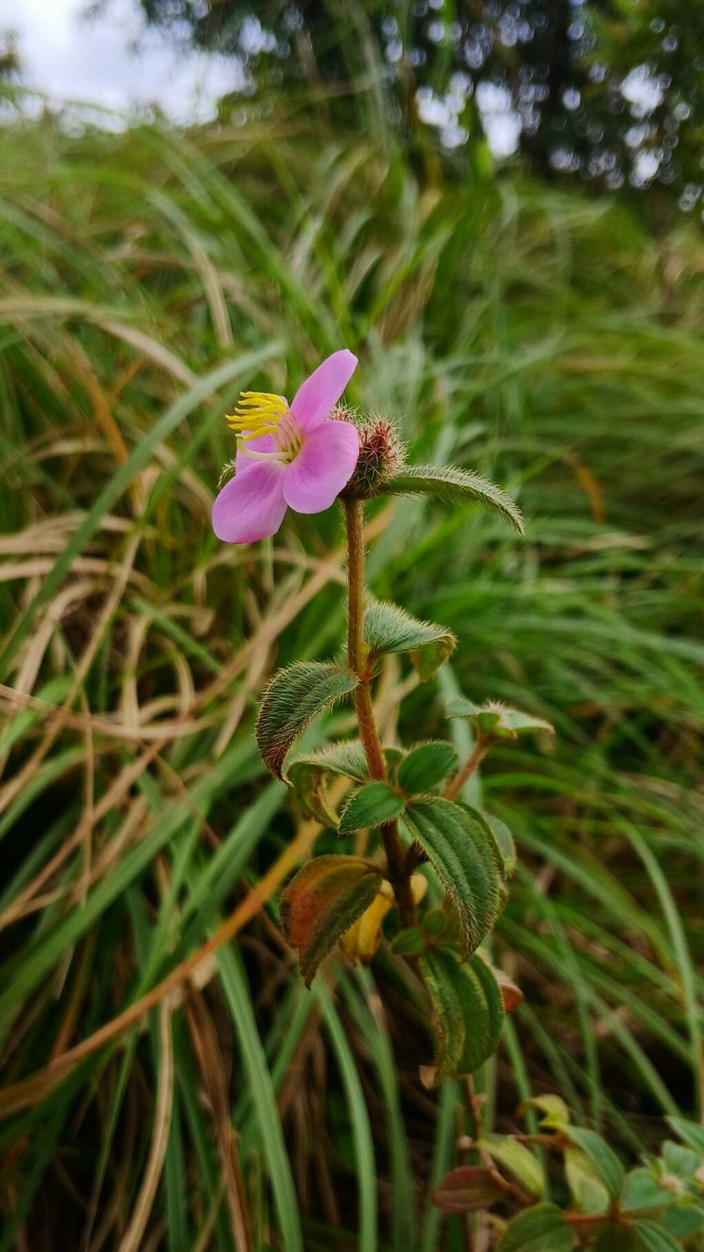 Osbeckia parvifolia habit