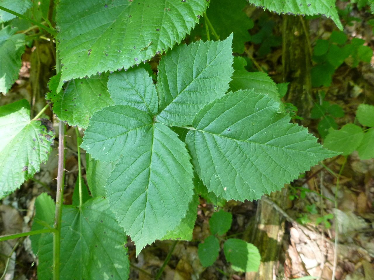 Rubus cuspidatus other
