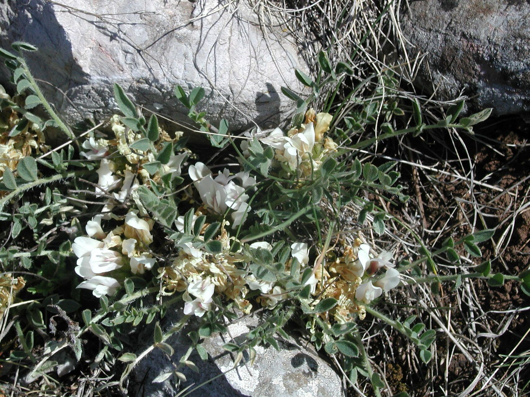 Astragalus wilmottianus habit