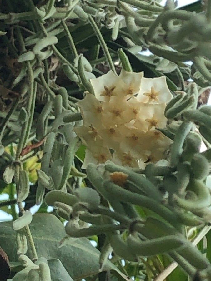 Hoya linearis flower