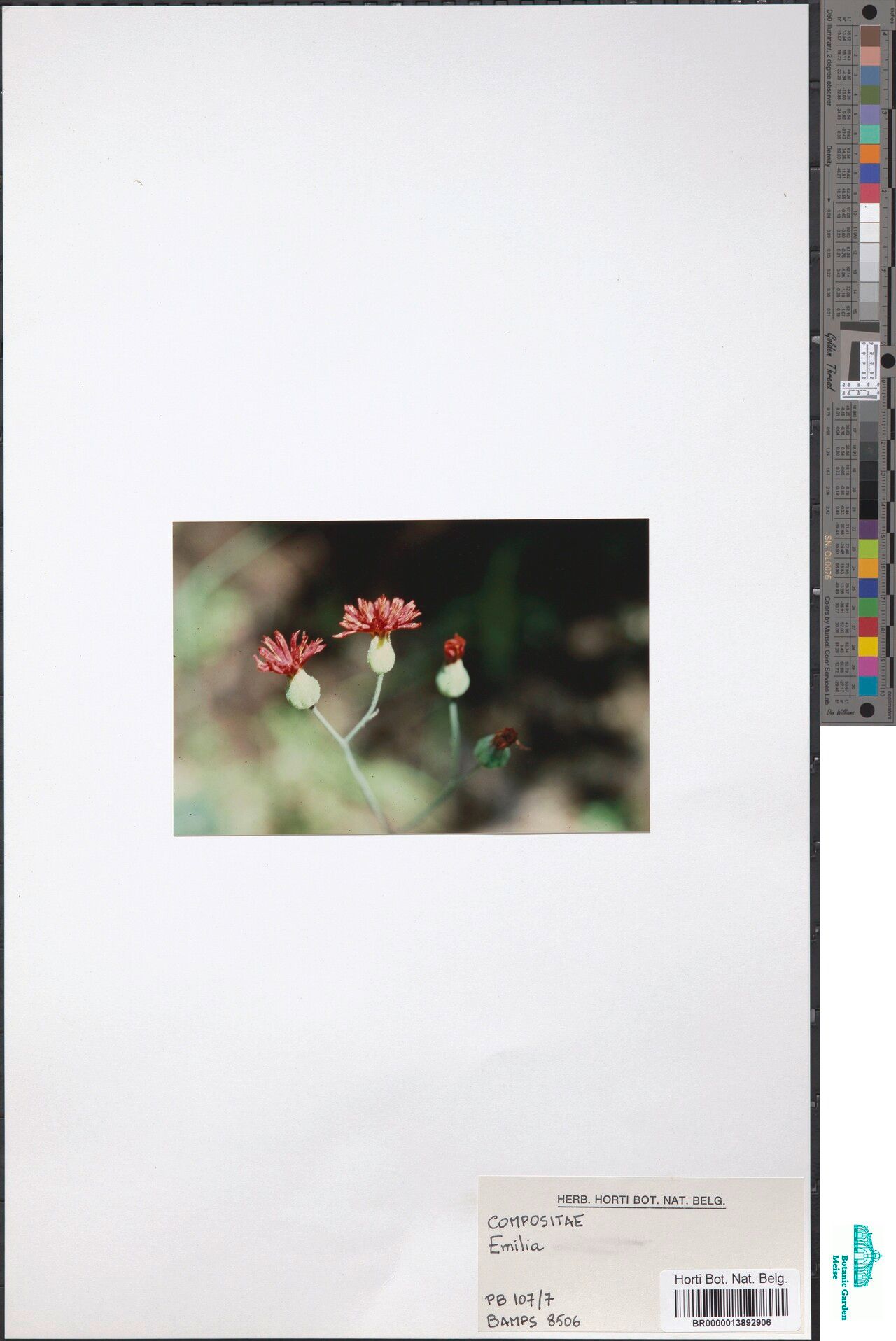 Emilia vanmeelii — search result for 'Emilia'