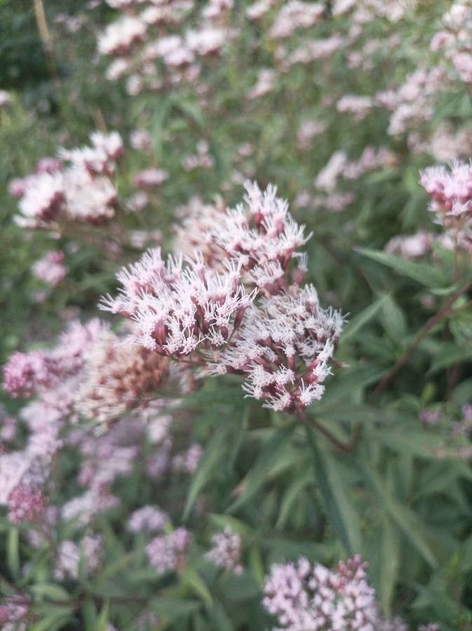 Eupatorium lindleyanum flower