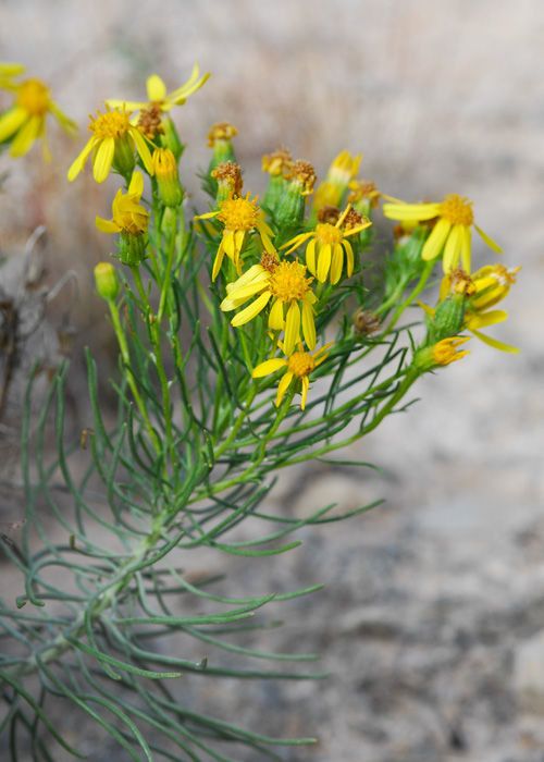 Senecio warnockii — search result for 'Senecio'
