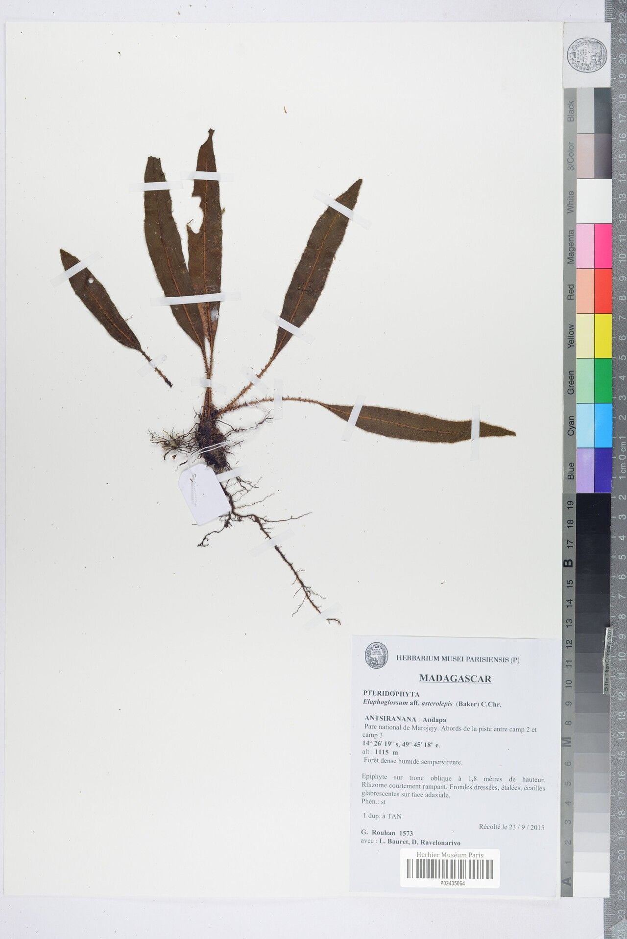 Elaphoglossum asterolepis — houseplant care guide