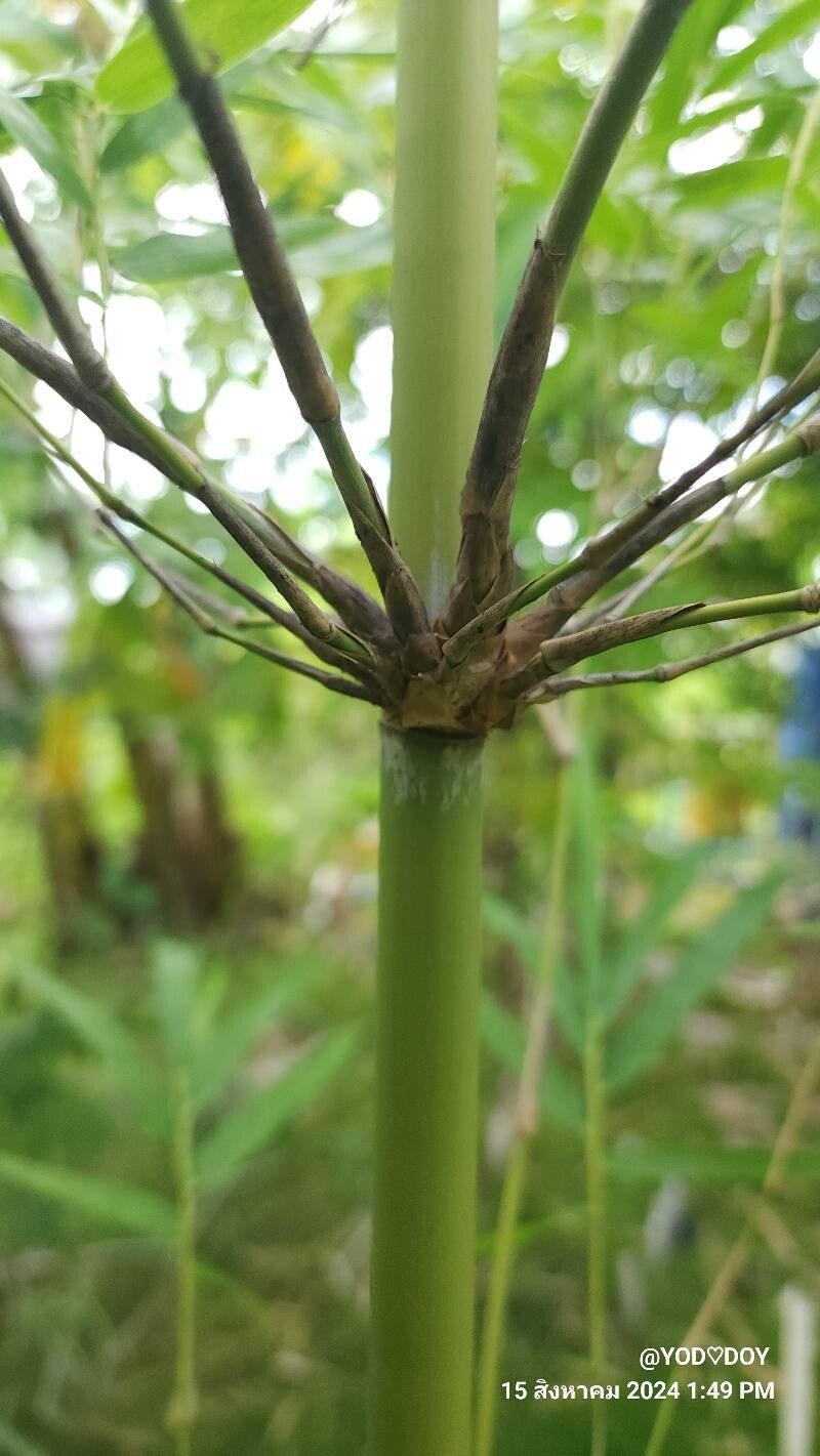 Bambusa oliveriana bark
