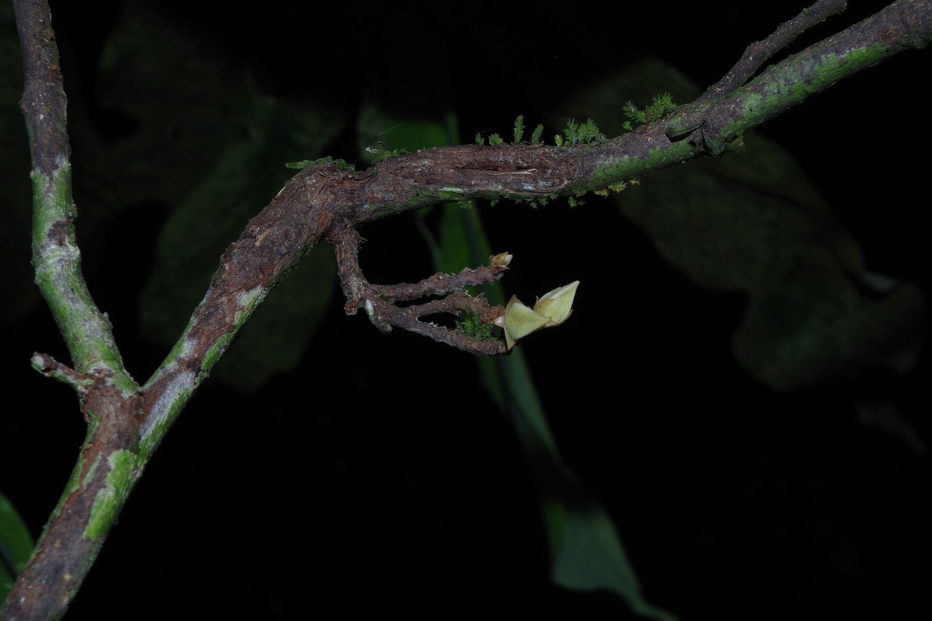 Piptostigma macrophyllum bark