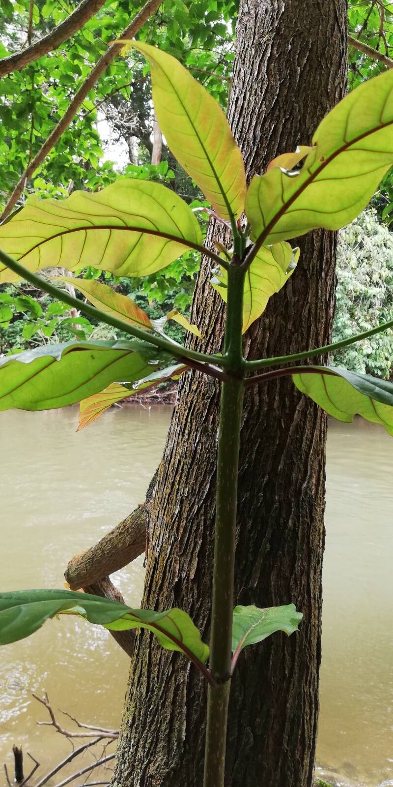 Nauclea vanderguchtii — houseplant care guide