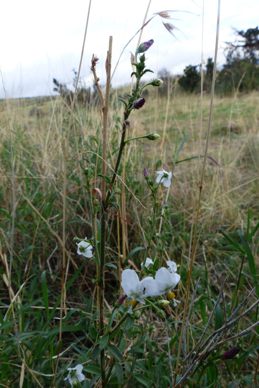 Hibiscus micranthus habit