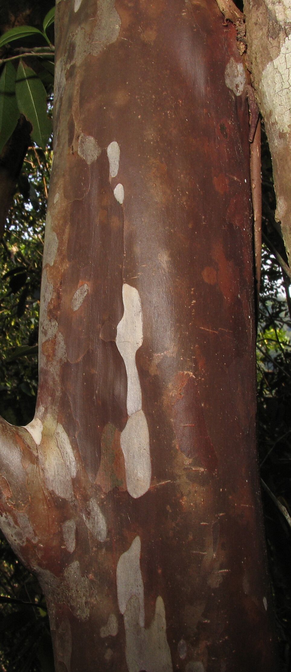 Myrcia tomentosa bark
