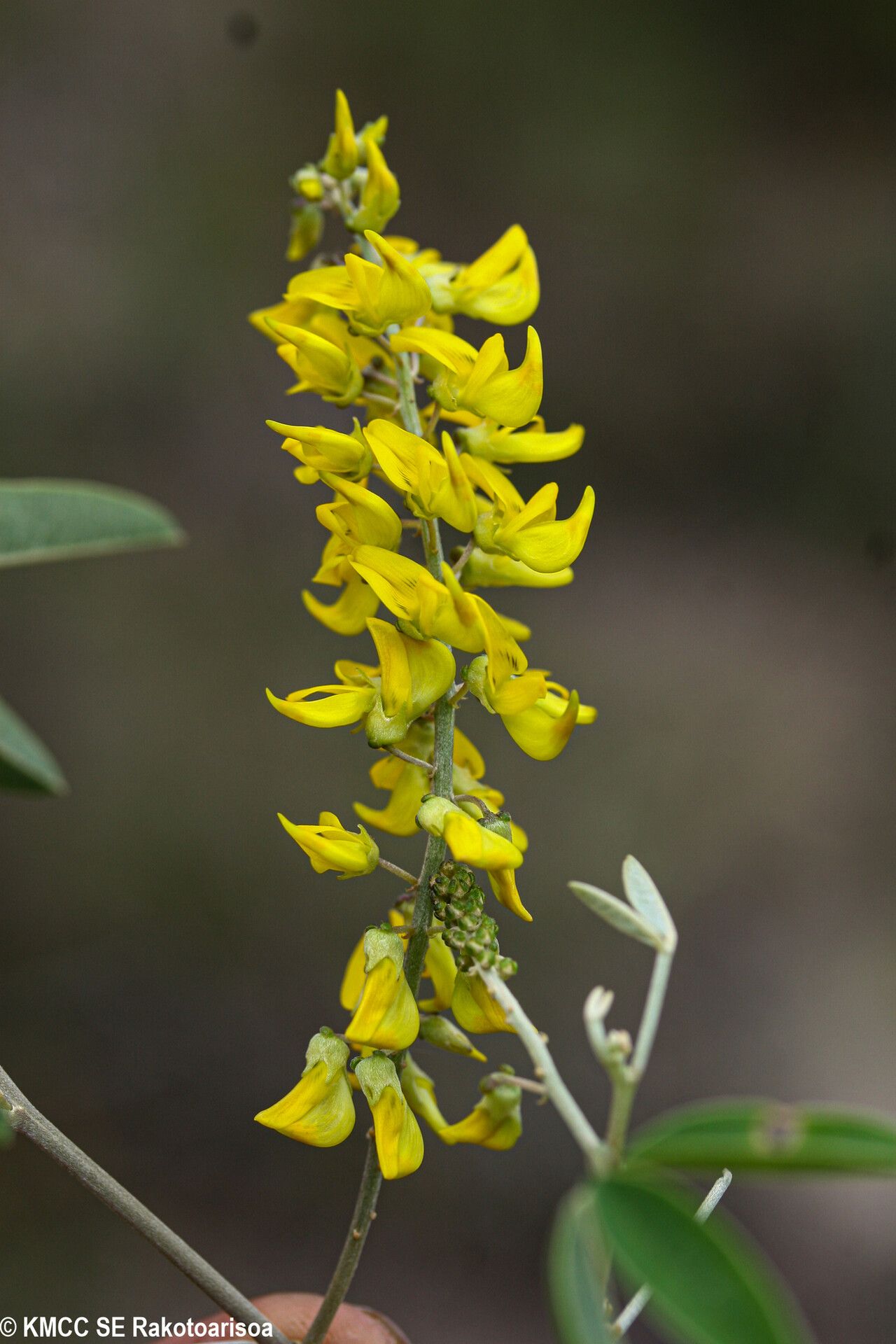 Crotalaria coursii flower