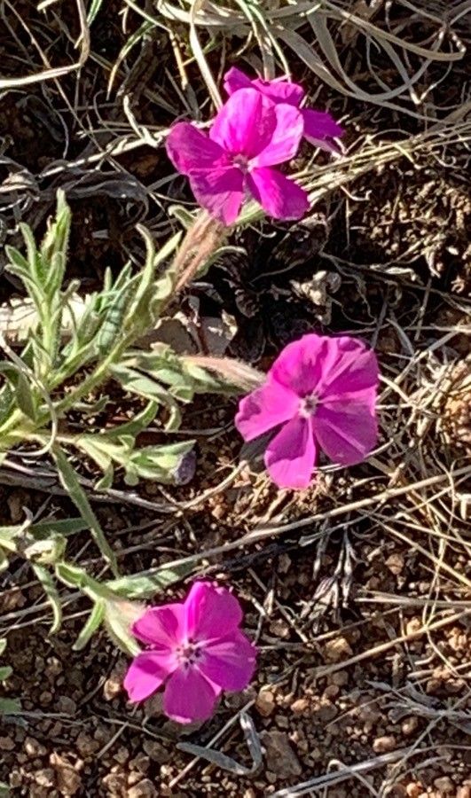 Phlox nana flower