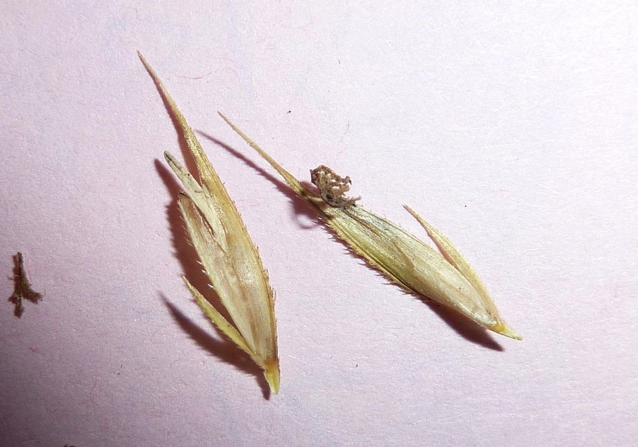Spartina pectinata fruit