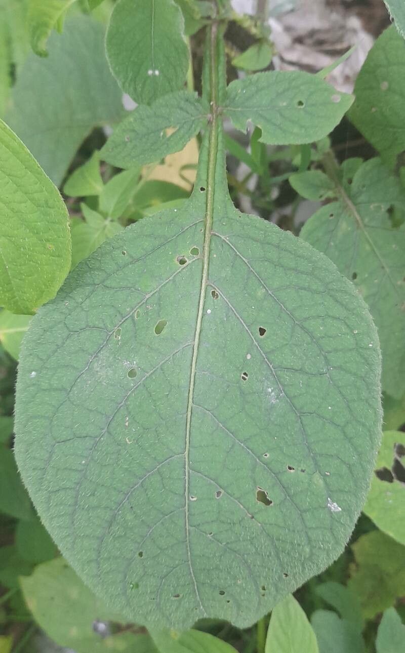 Solanum microdontum — houseplant care guide