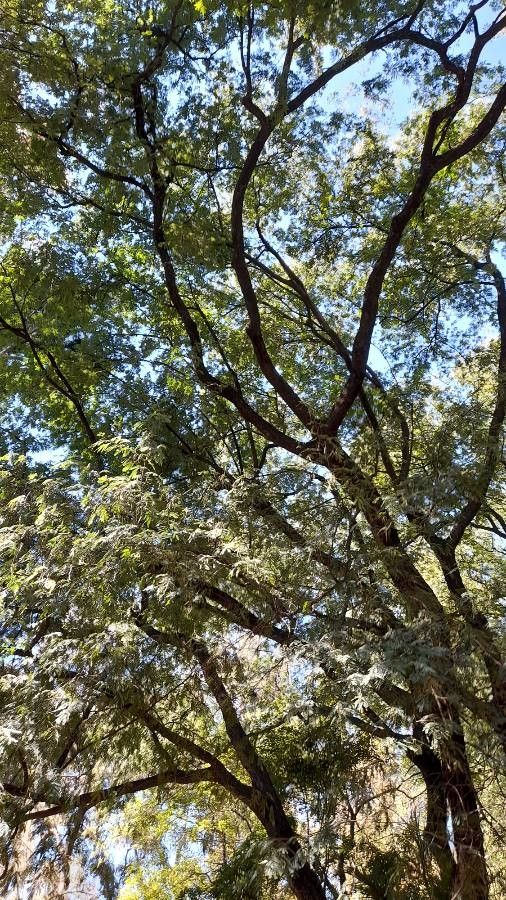 Parapiptadenia excelsa other