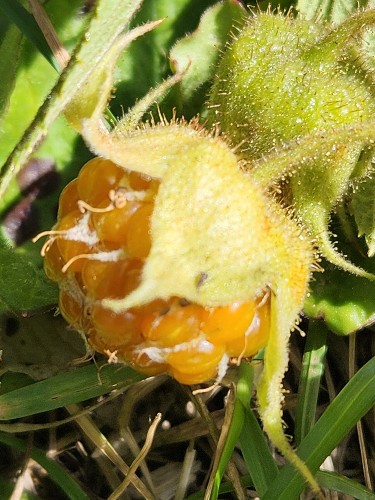 Rubus volkensii fruit