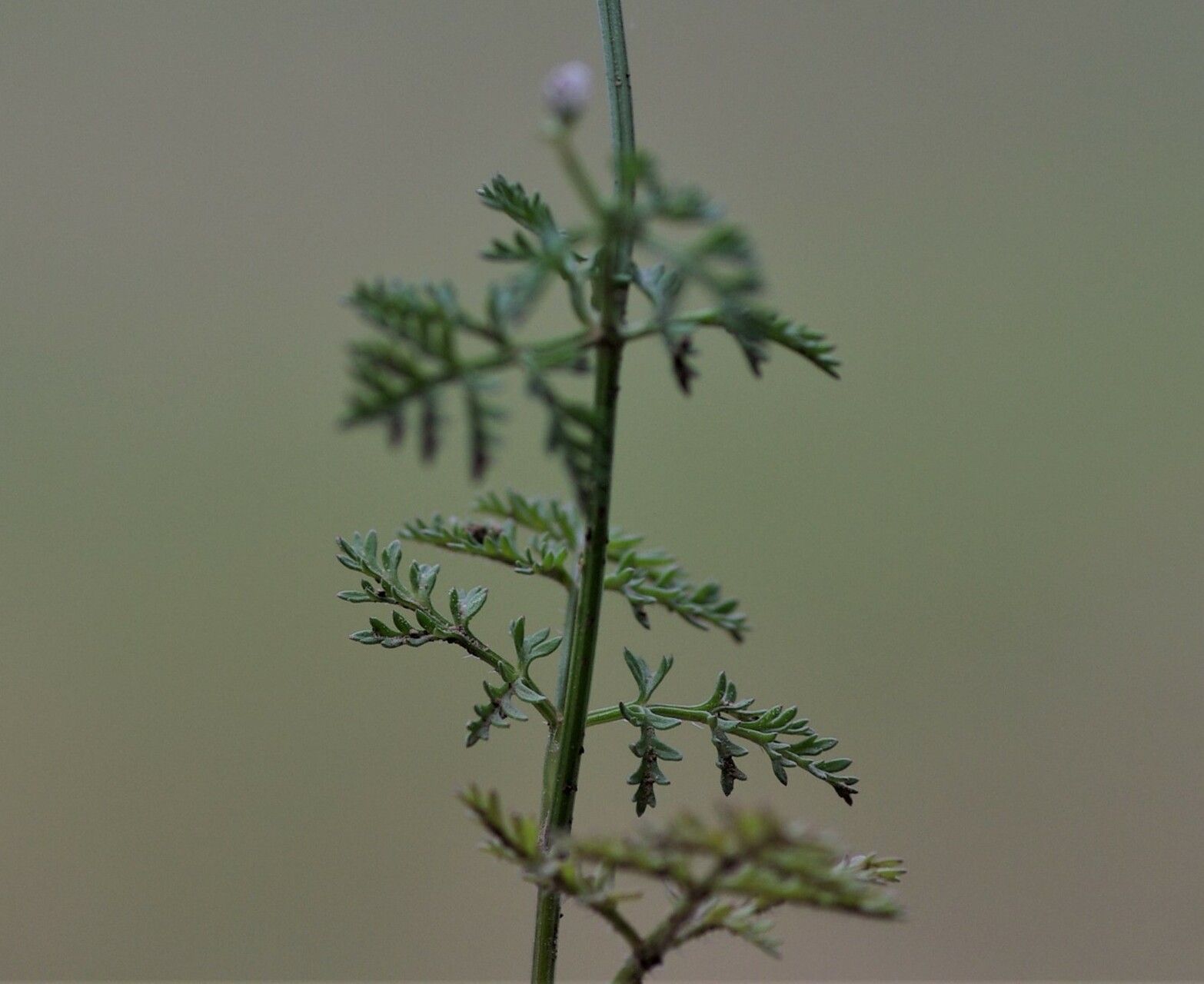 Caucalis platycarpos — search result for 'Apiaceae'