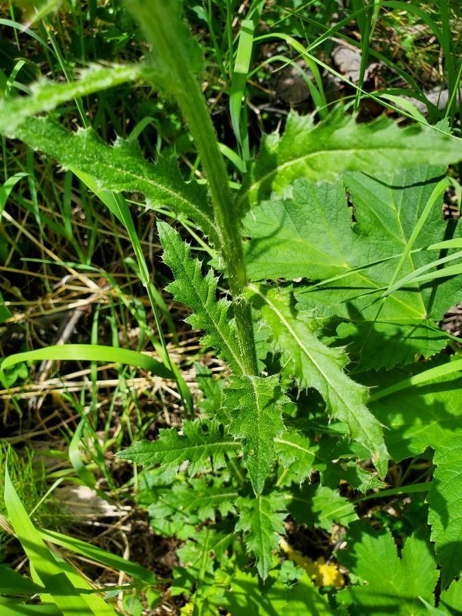 Cirsium edule leaf