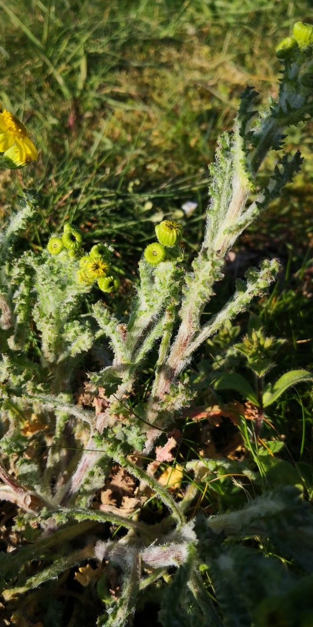 Senecio vernalis leaf
