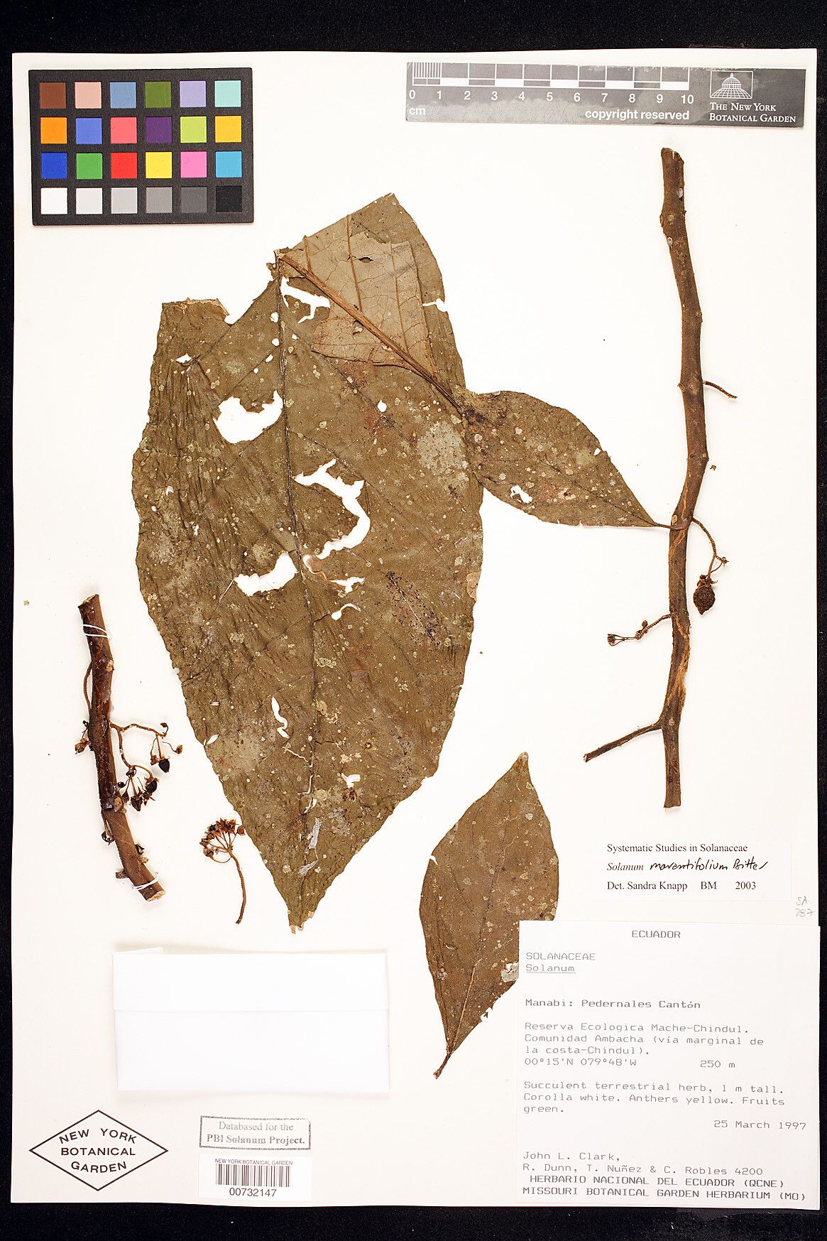 Solanum marantifolium — houseplant care guide