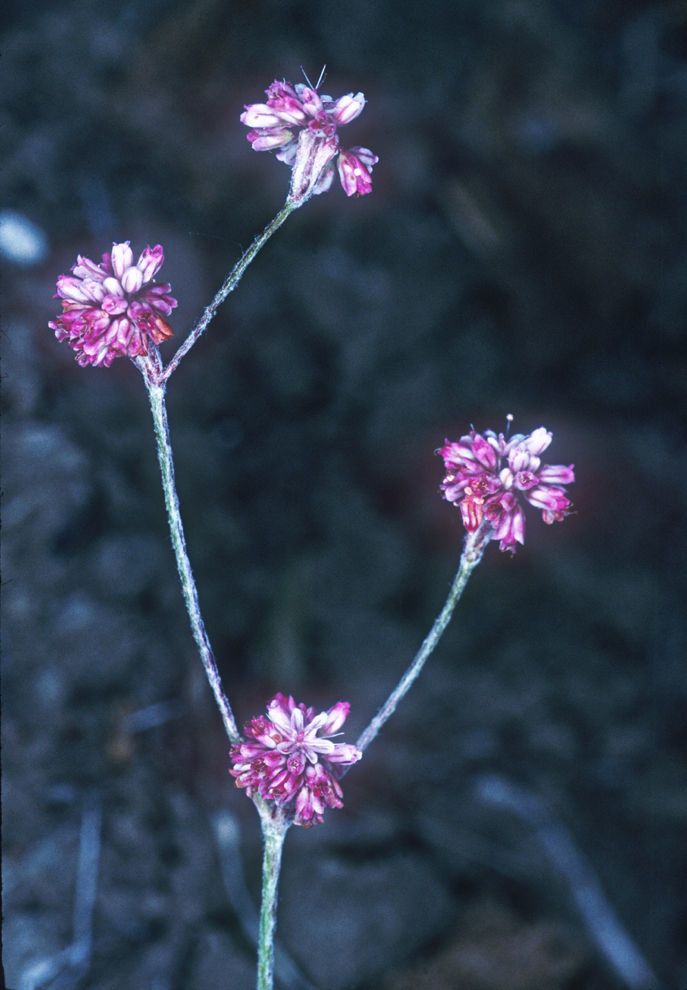 Eriogonum truncatum — search result for 'Eriogonum'