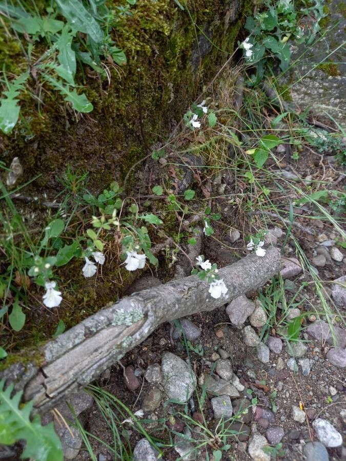 Stachys corsica habit