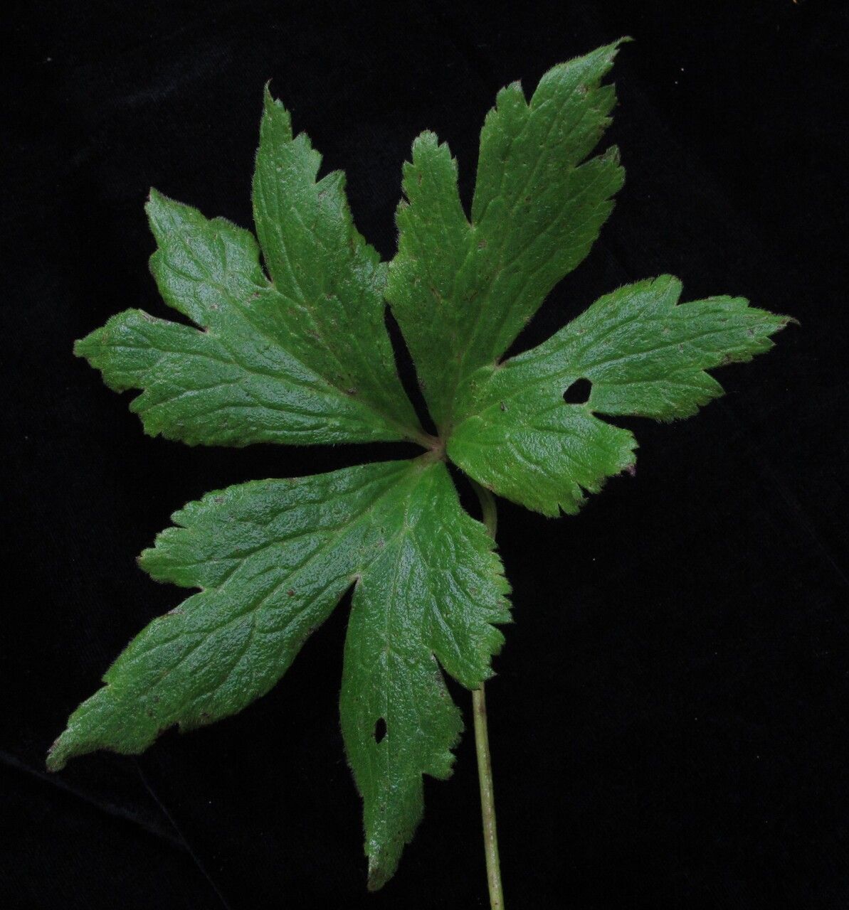 Anemonastrum elongatum — search result for 'Anemonastrum'