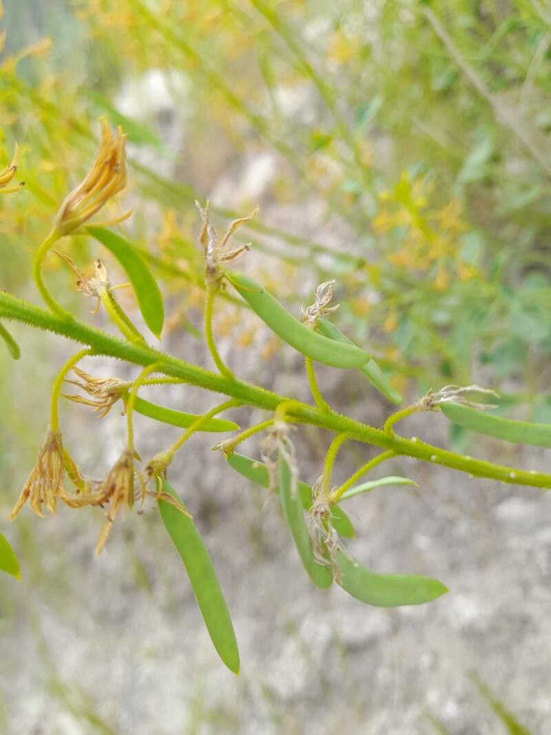Cleome oxypetala fruit