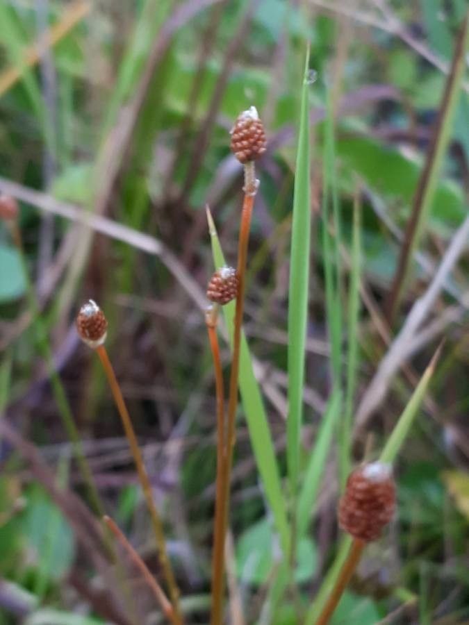 Eleocharis obtusa flower