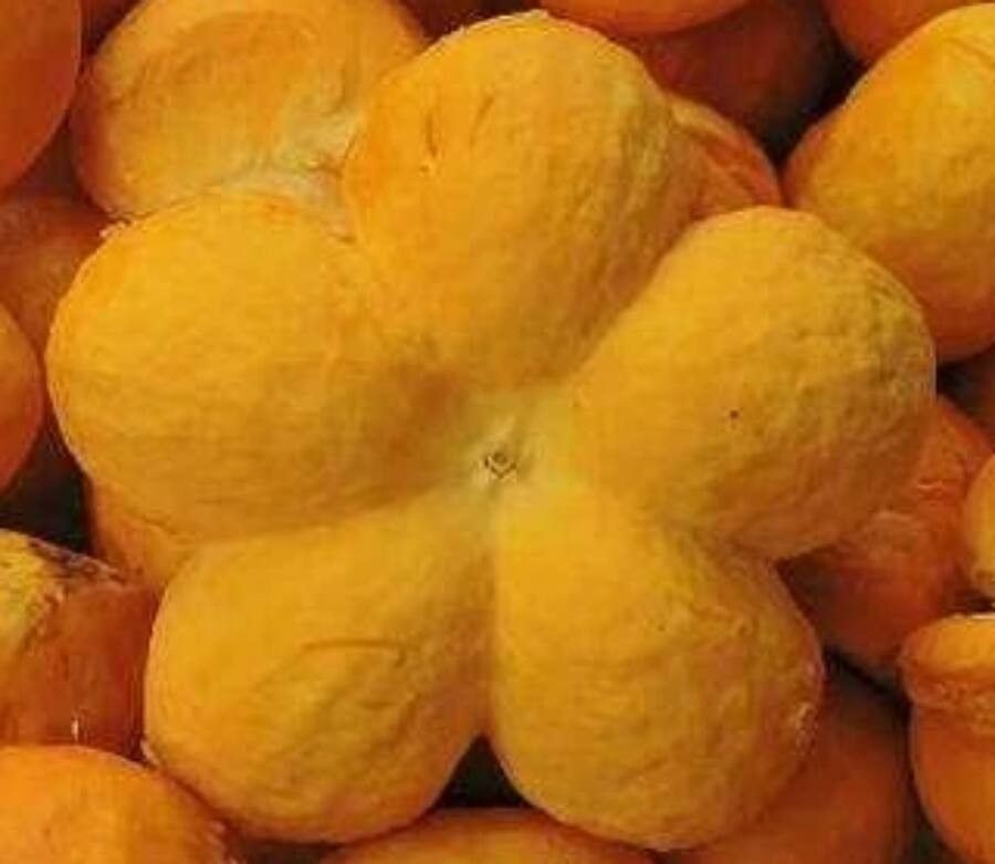 Caryocar brasiliense fruit