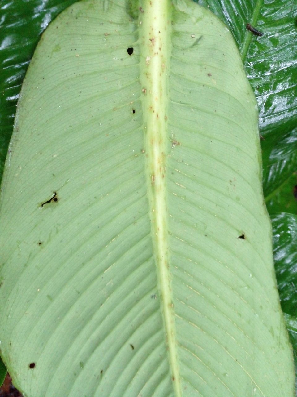Dieffenbachia nitidipetiolata leaf