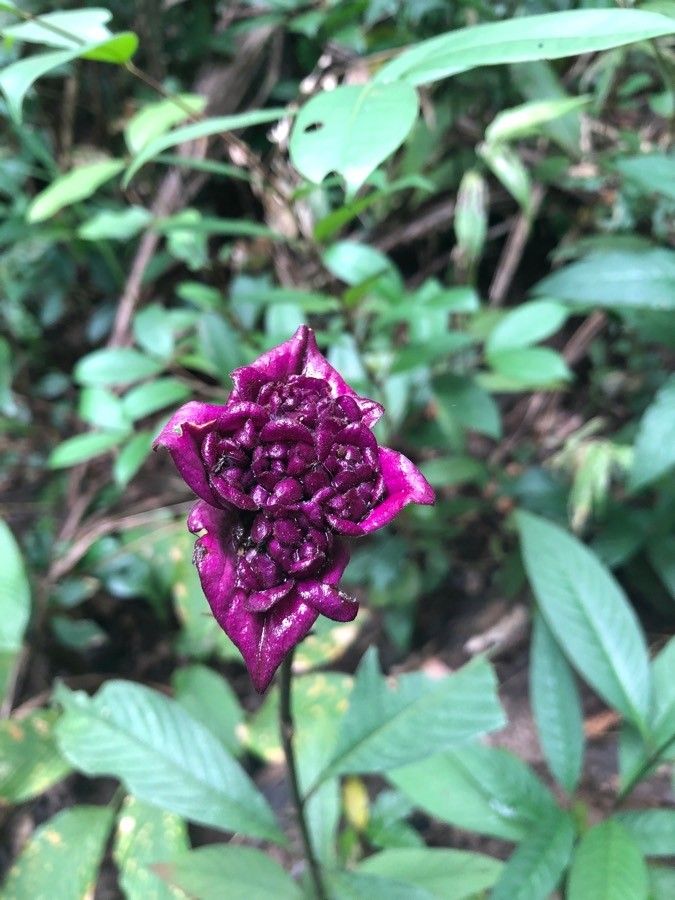 Psychotria colorata leaf