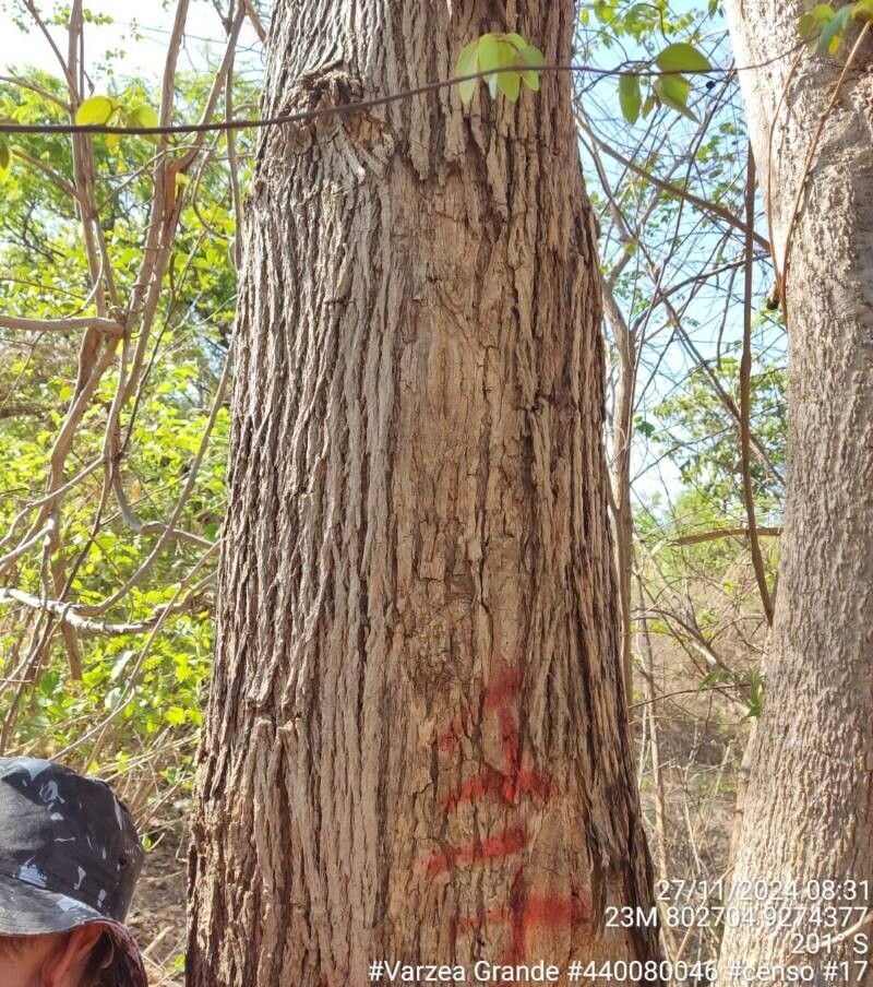 Godmania dardanoi bark