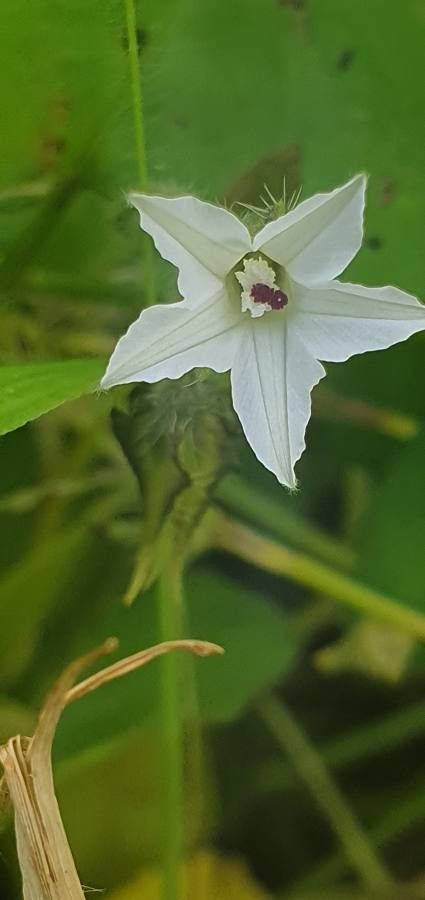 Ipomoea sinensis flower