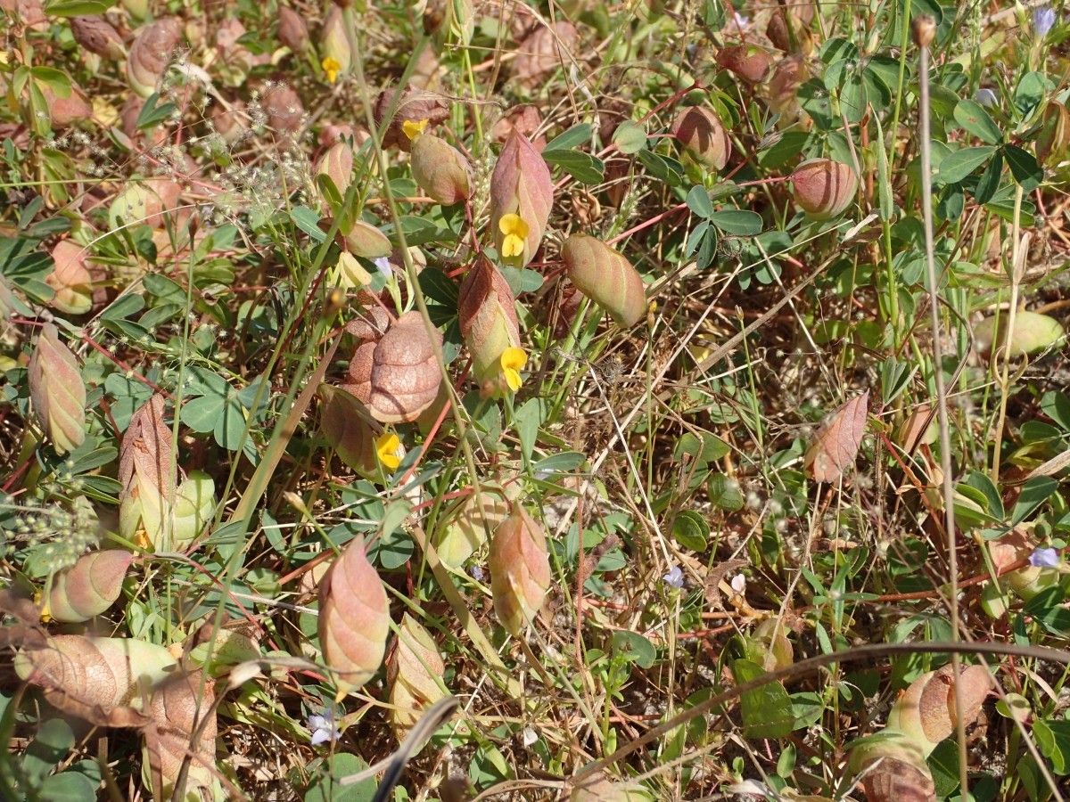 Bryaspis lupulina habit