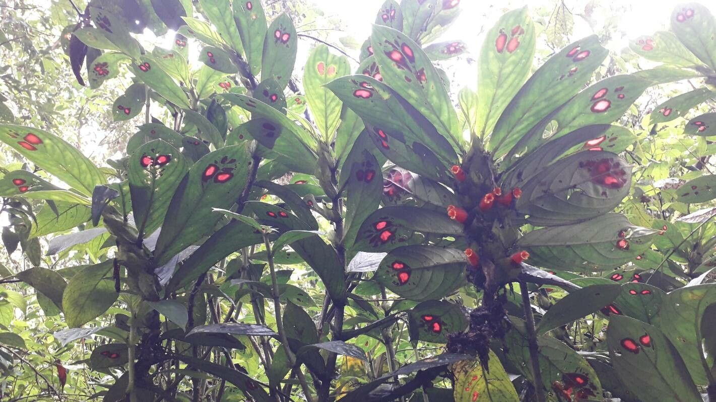 Columnea consanguinea flower