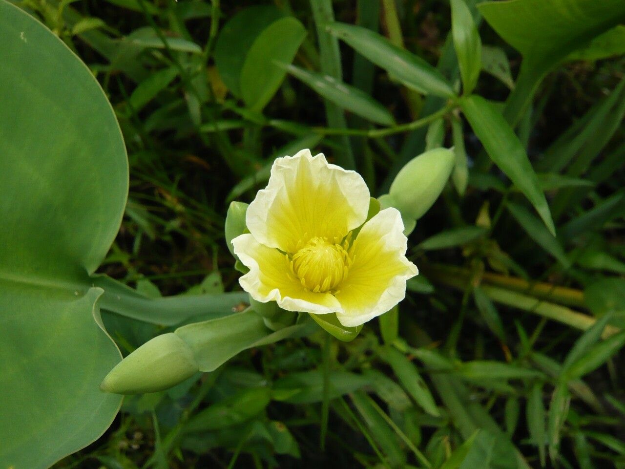 Limnocharis flava flower