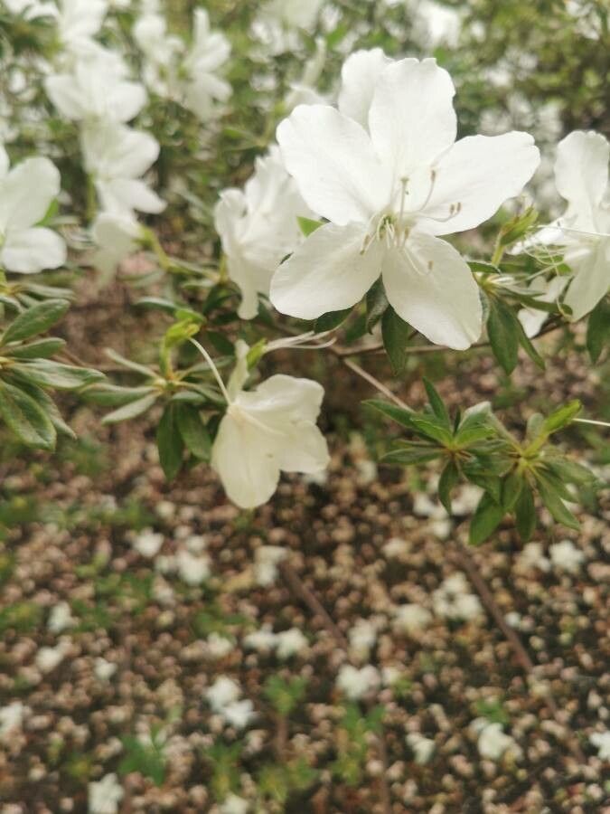 Rhododendron mucronatum flower