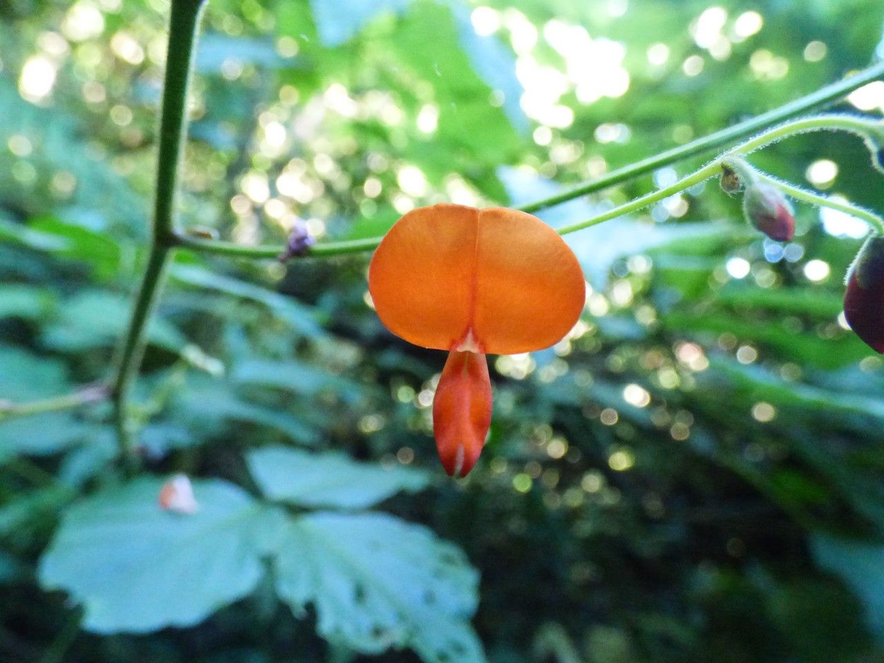 Hylodesmum repandum flower
