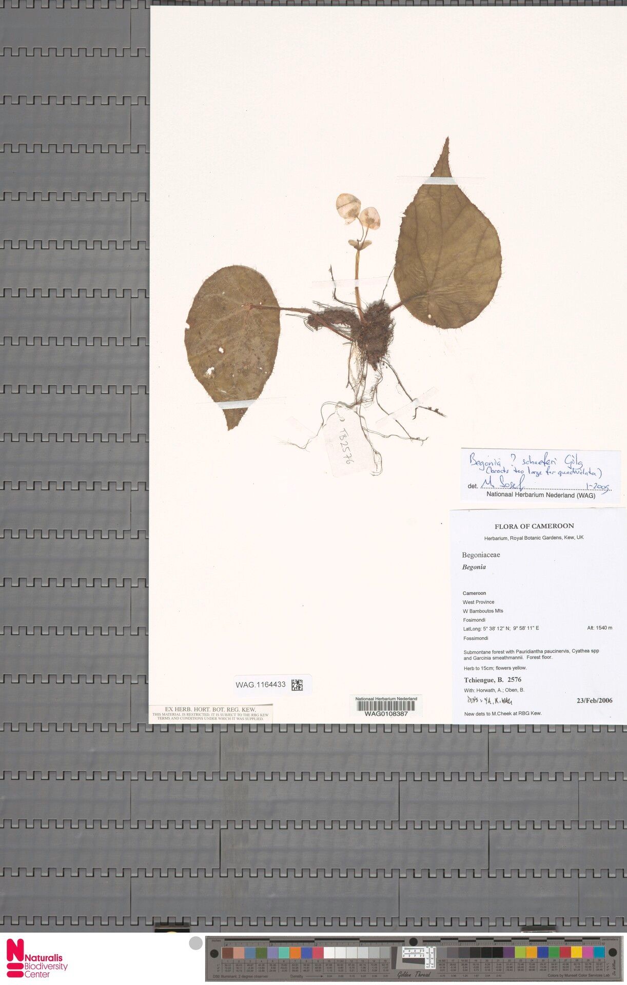 Begonia schaeferi — houseplant care guide