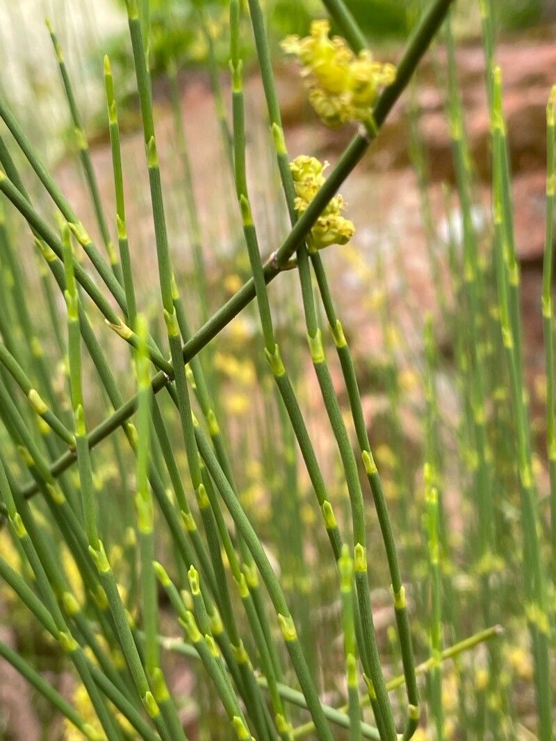 Ephedra distachya subsp. helvetica — search result for 'Ephedra'